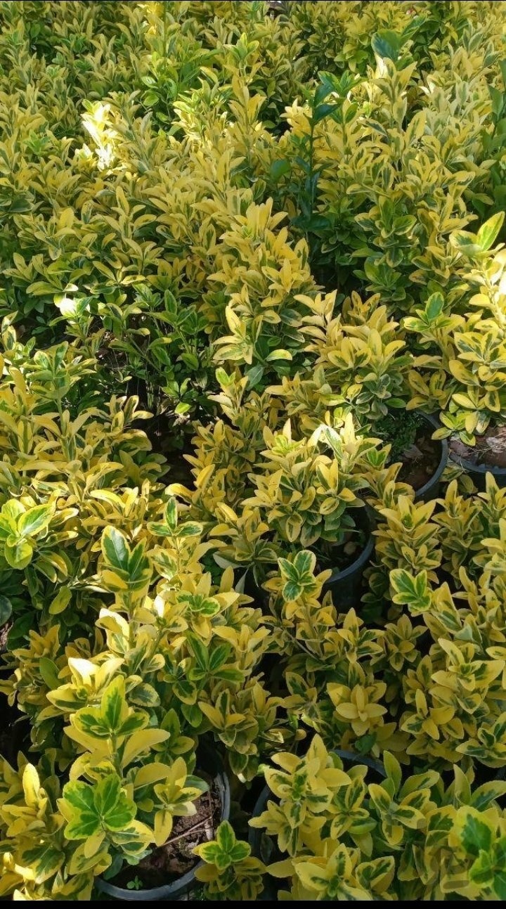 رضا نودهانی