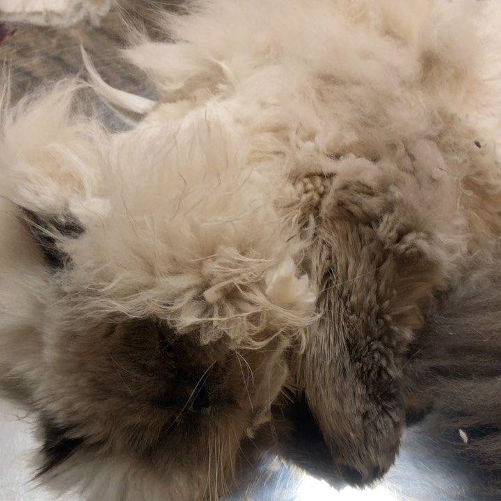 کلینیک دامپزشکی و پت شاپ آراز