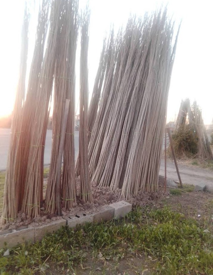 نهال فروشی صنوبر صادق نجفی