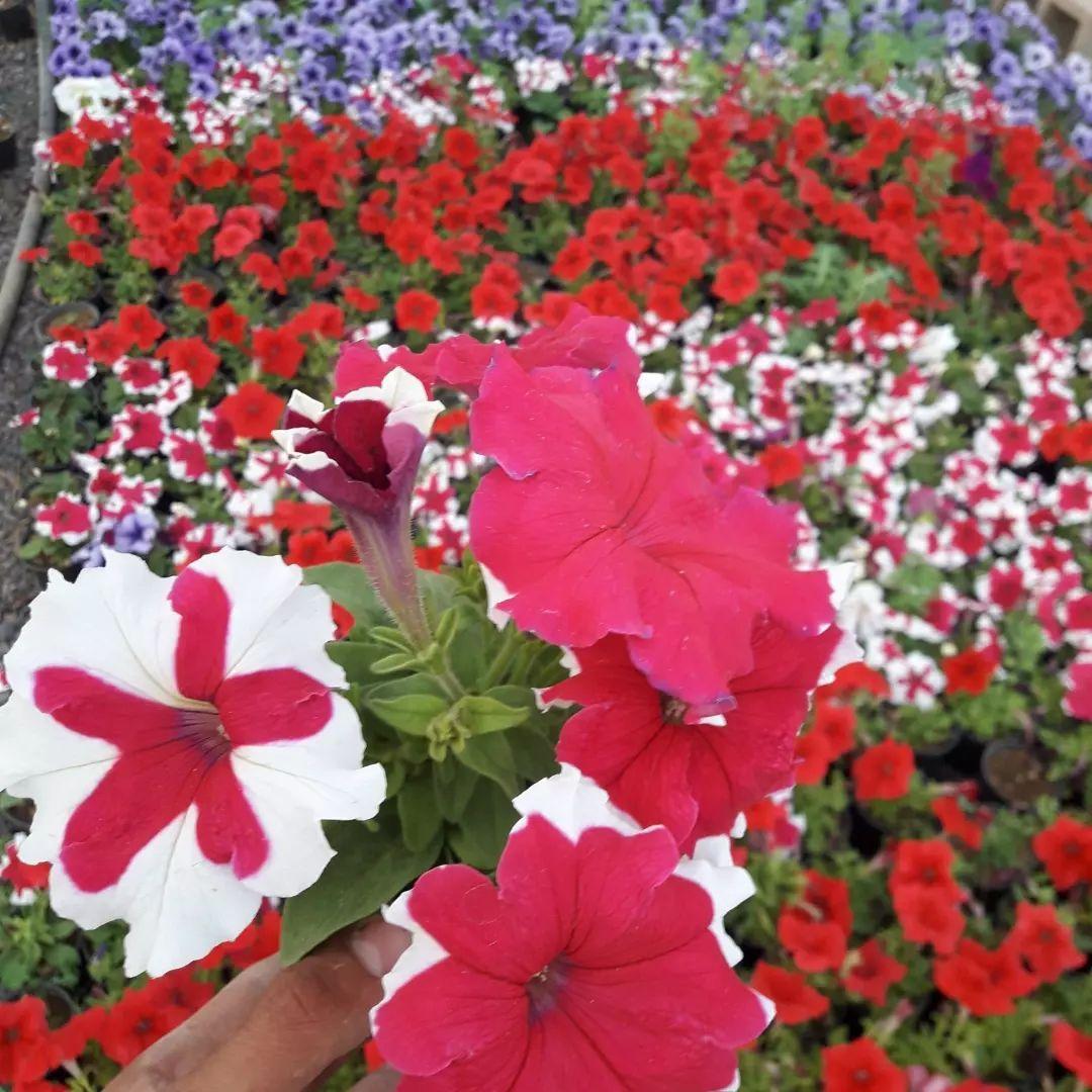 گلسرای گلبرگ محلات