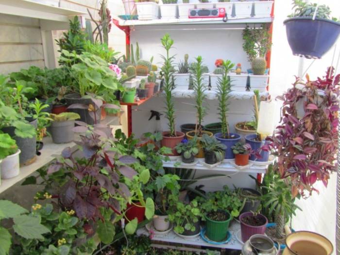 گل و گیاه مهران