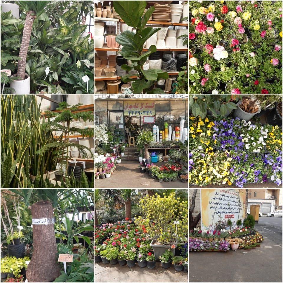 کلینیک گل وگیاه مهران