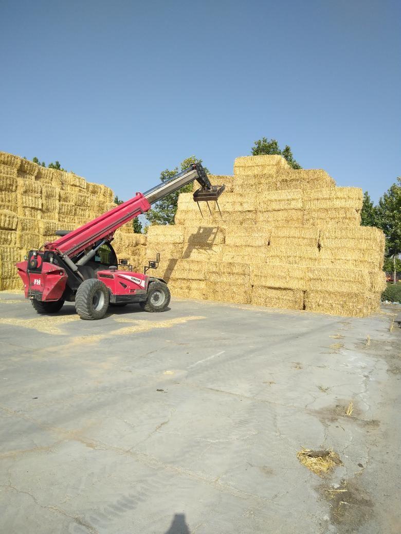 گاوداری رضایی