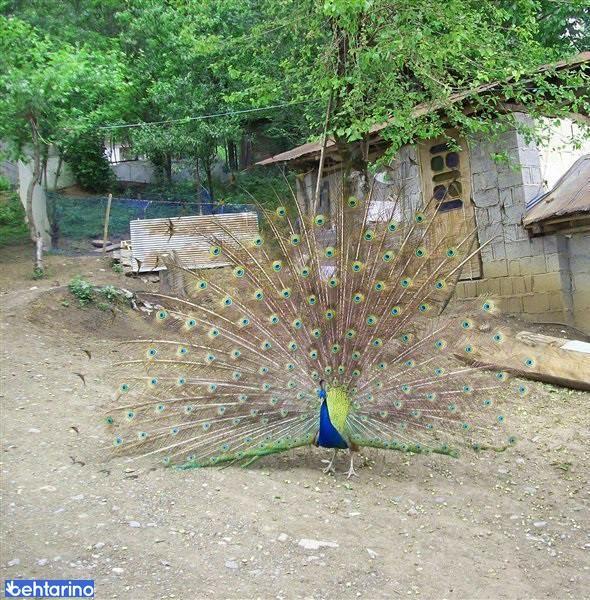 باغ پرندگان تمجیدی