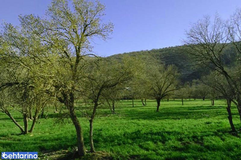 دشت برم کازرون