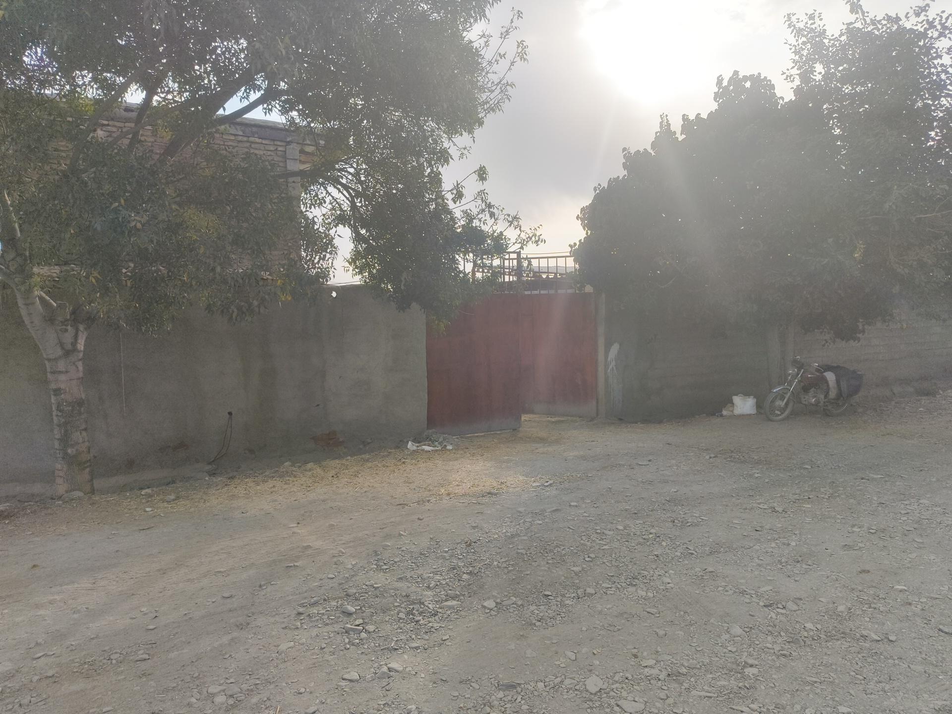 دام زنده نادی