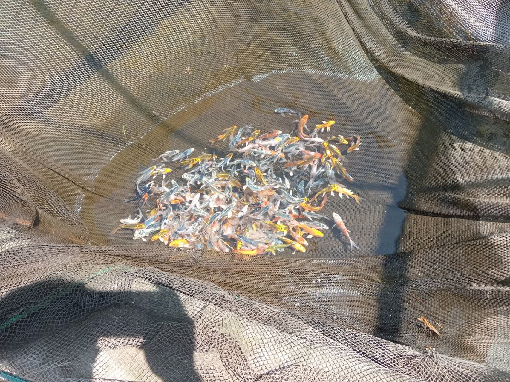 آکواریم نایجر