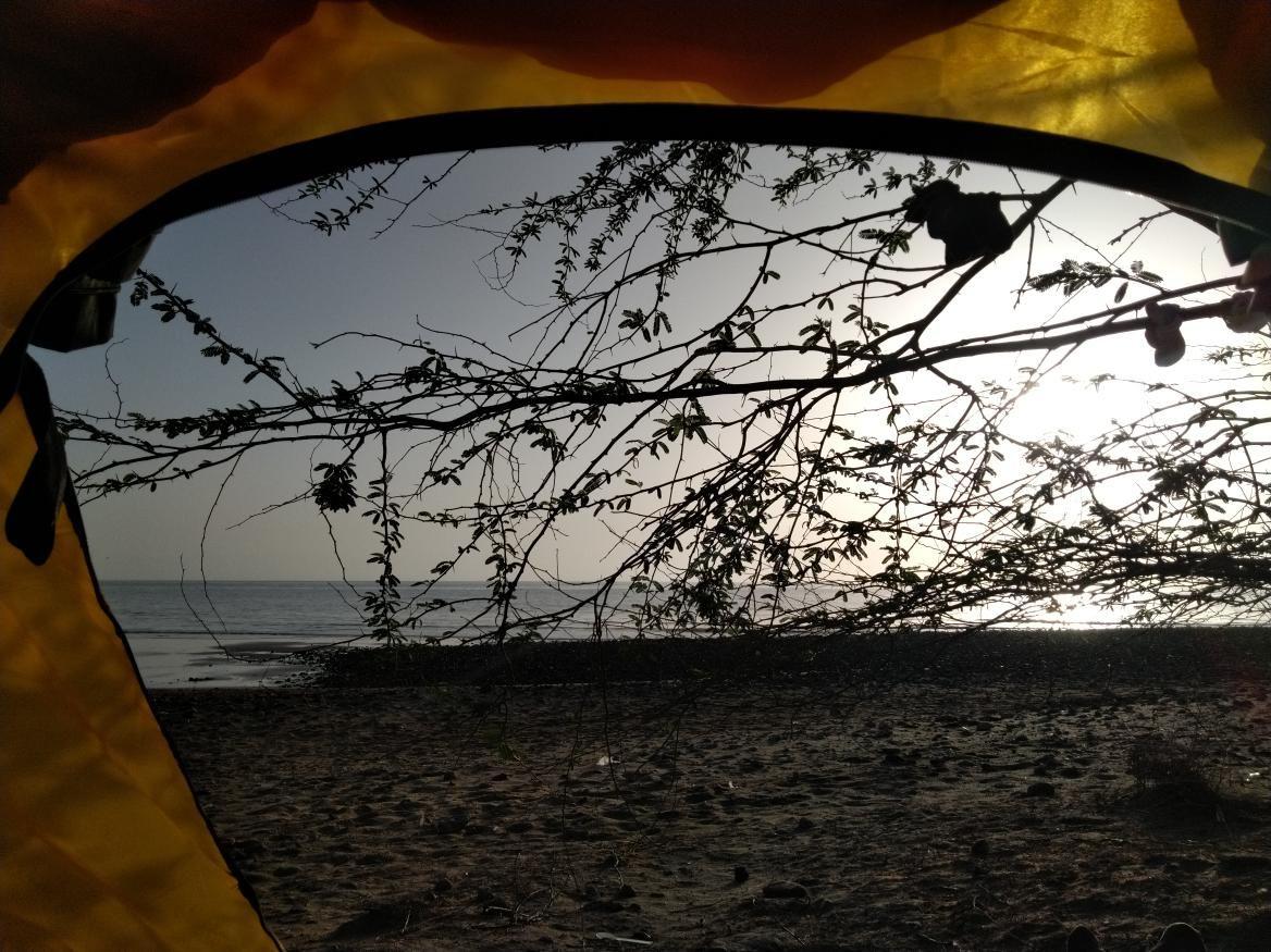 ساحل چند درخت