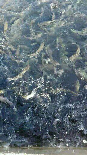 پرورش ماهی حاجیان زاده