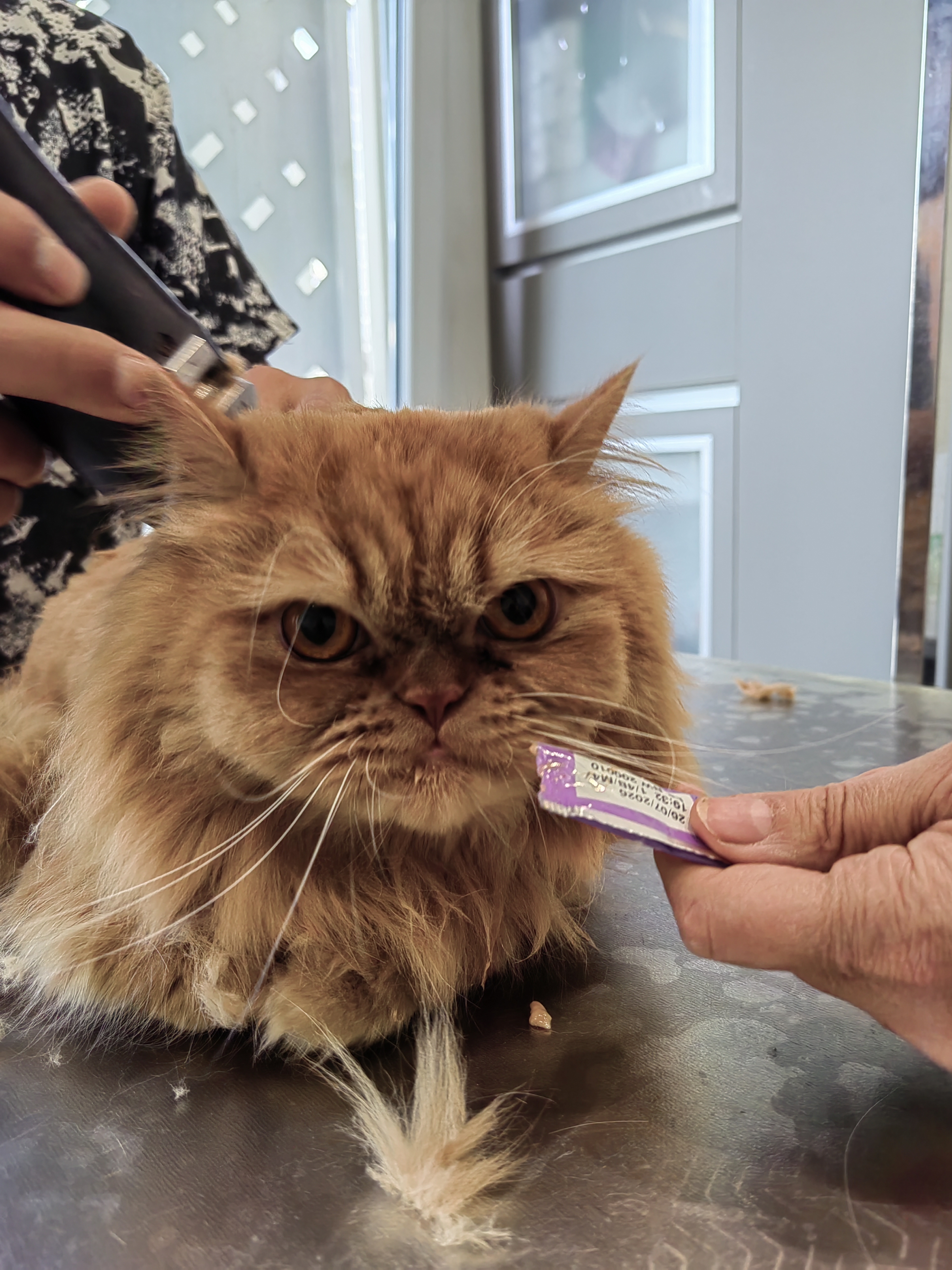 کلینیک دامپزشکی هدهد