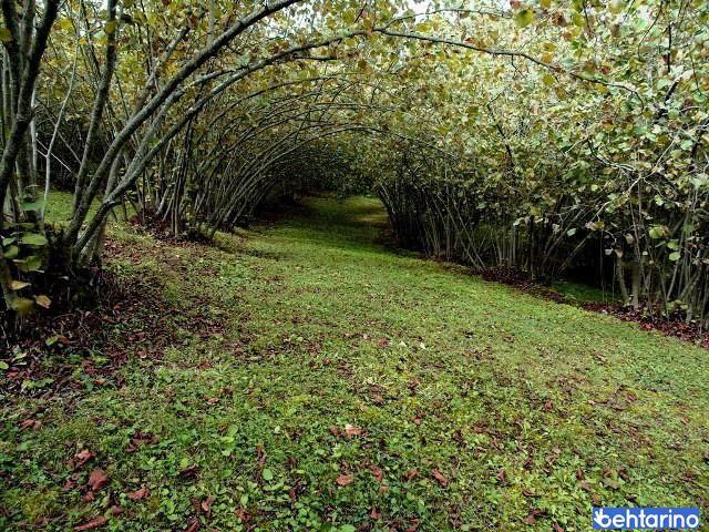 اشکور- اشکورات رودسر