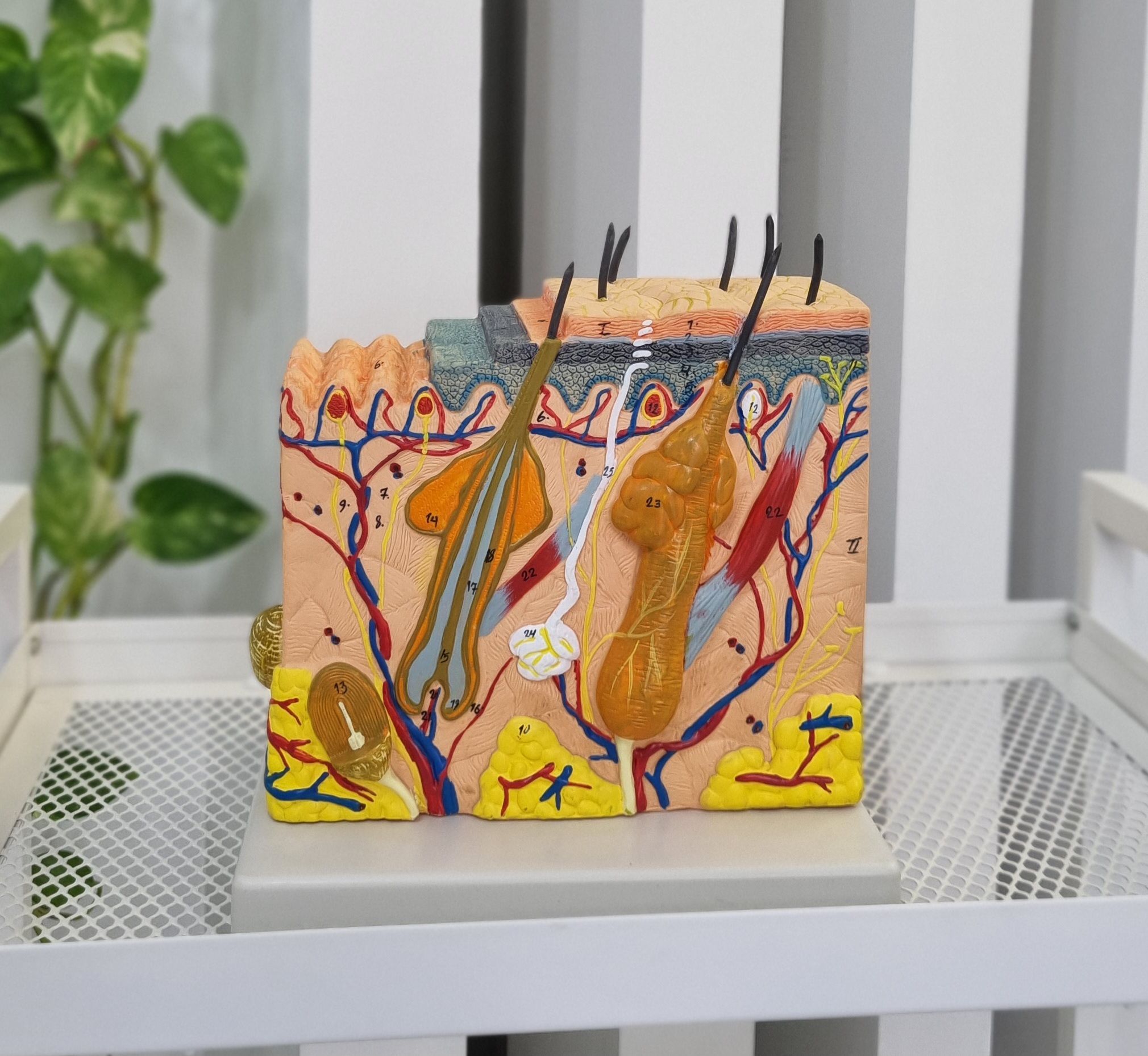 خدمات و آکادمی تخصصی پاکسازی پوست مرضیه