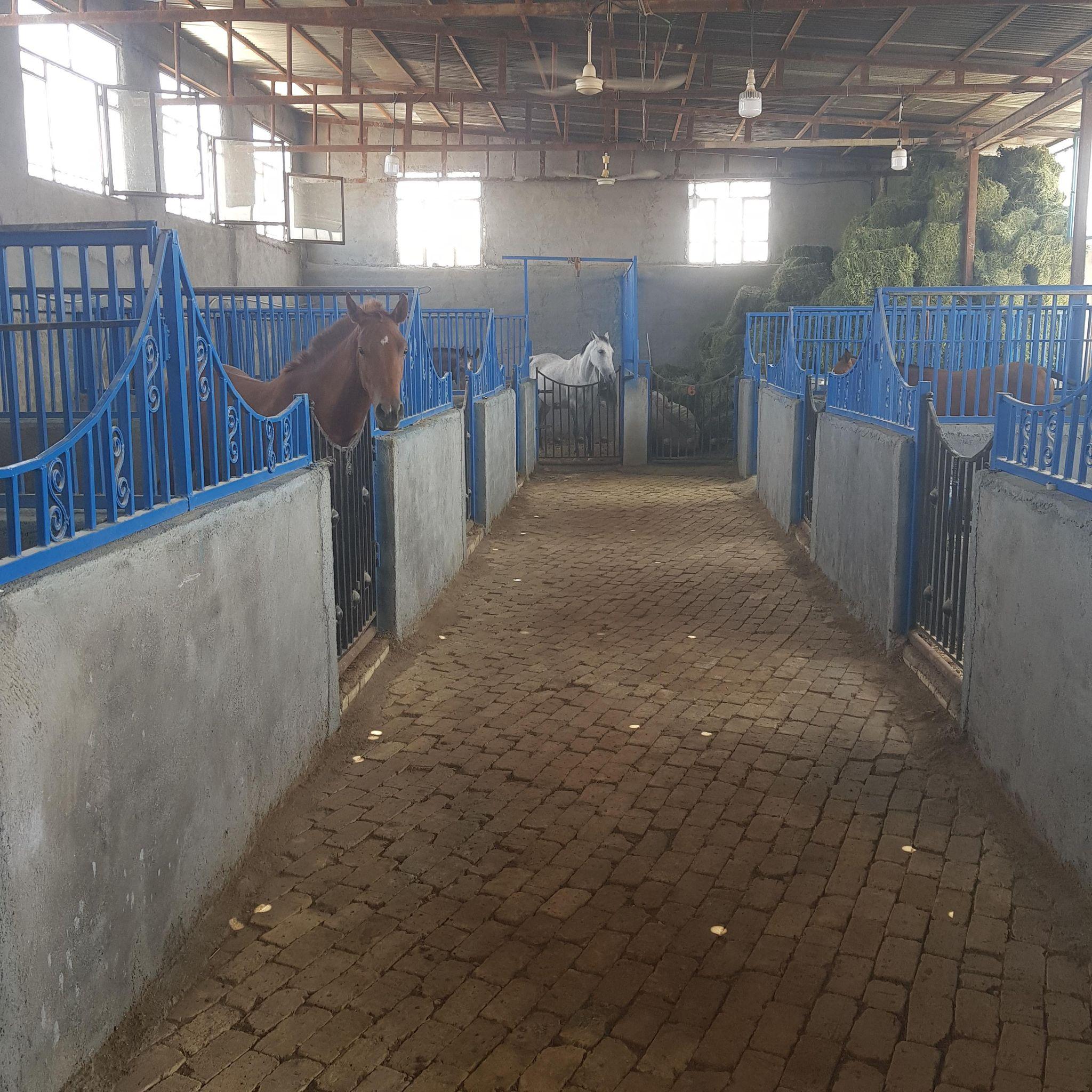 پرورش اسب هخامنش