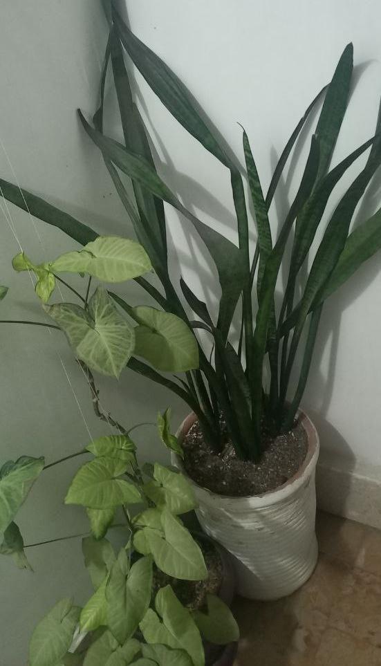 گل و گیاه رحیمی اصلی