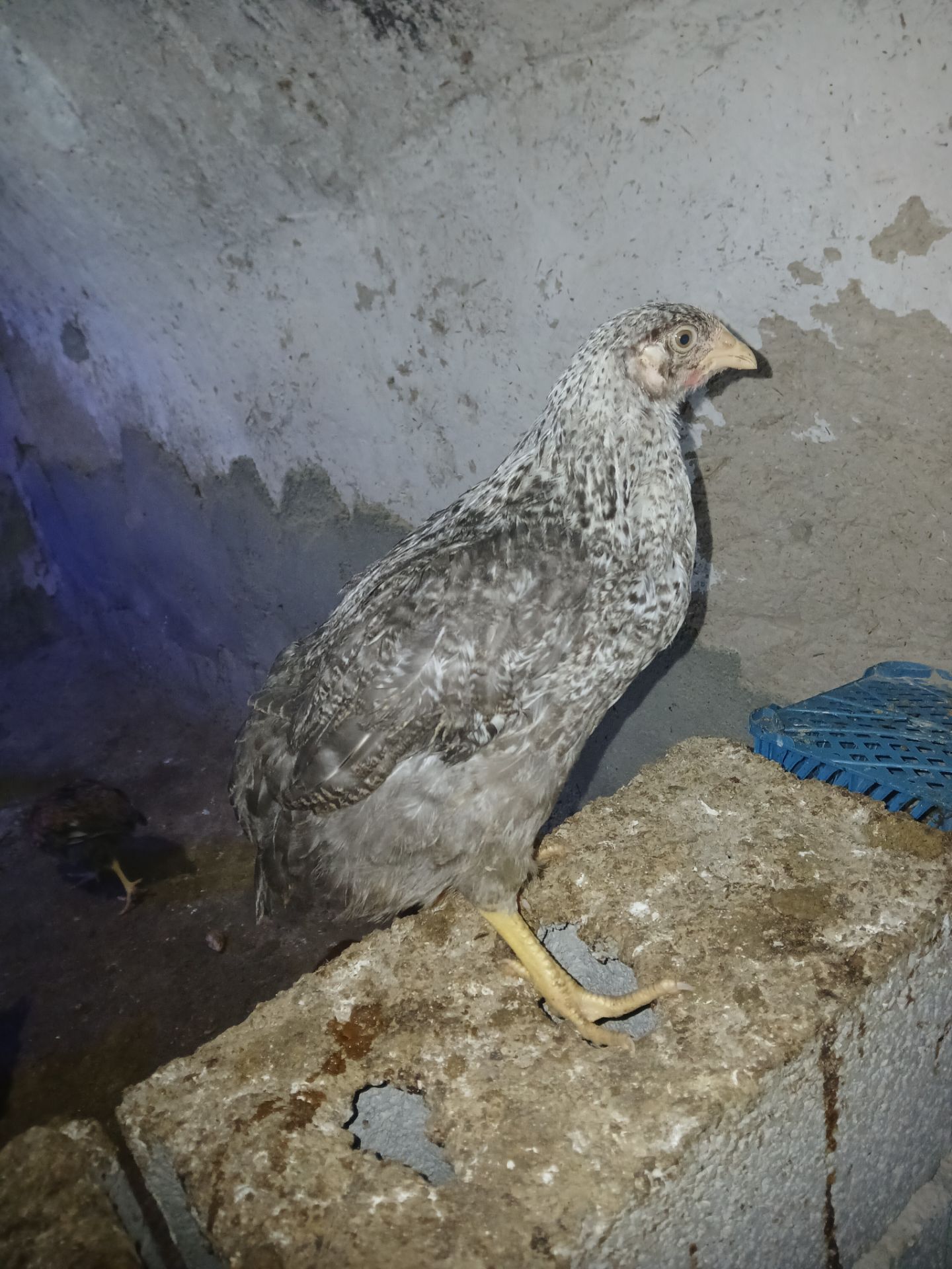 حیوانات مزرعه