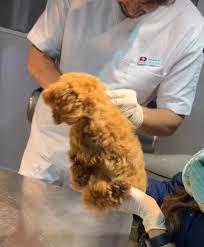 داروخانه دامپزشکی ایثار