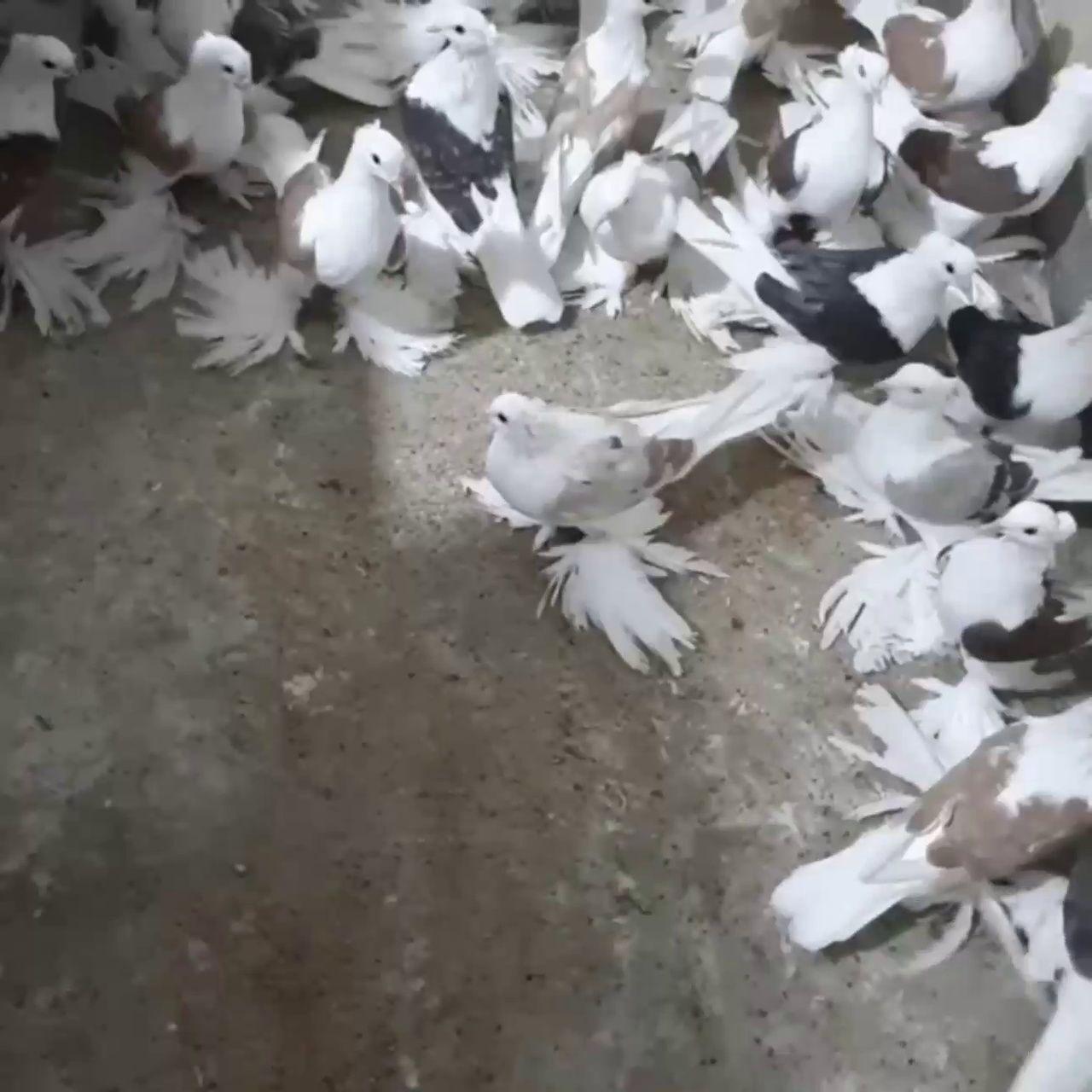 هتل پانسیون دهکده سبز