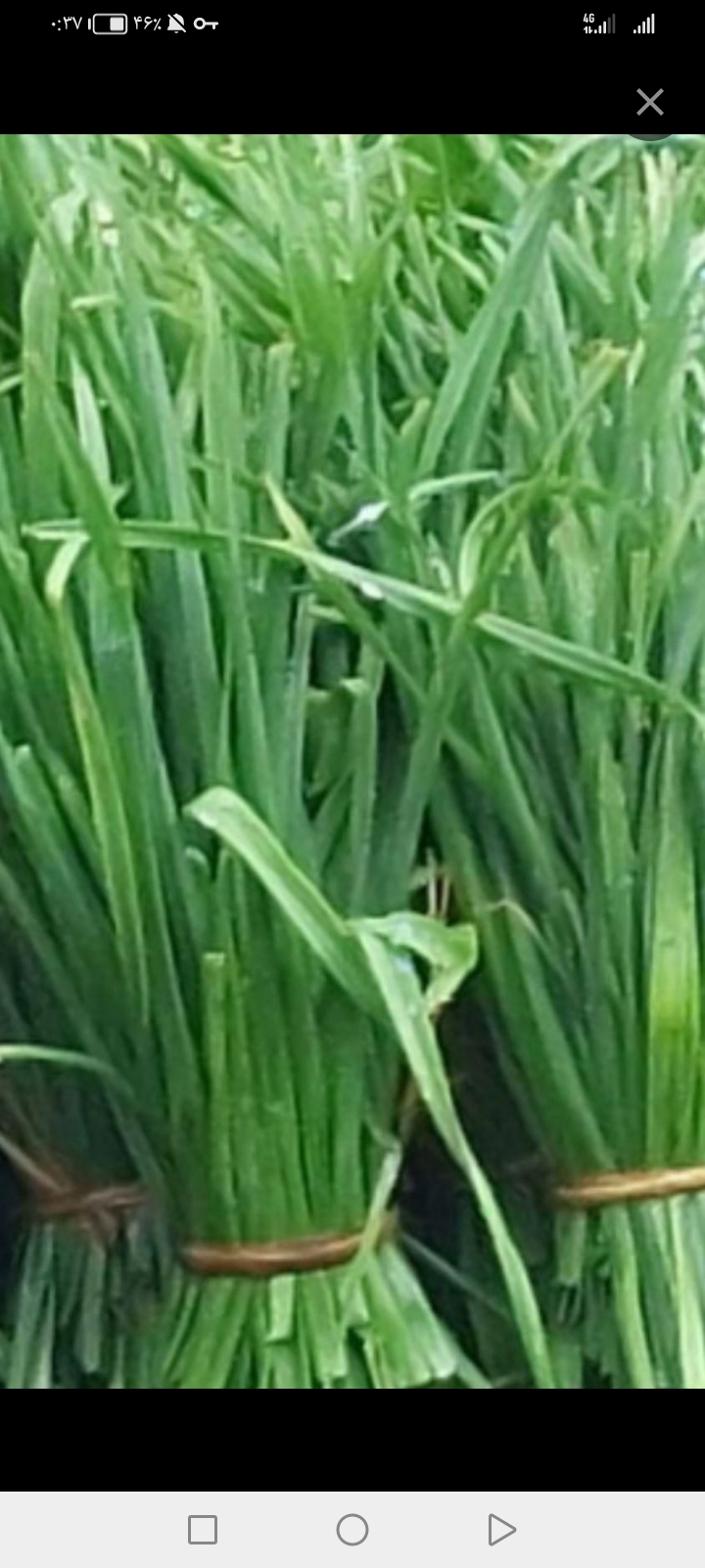 فروش محصولات شمال