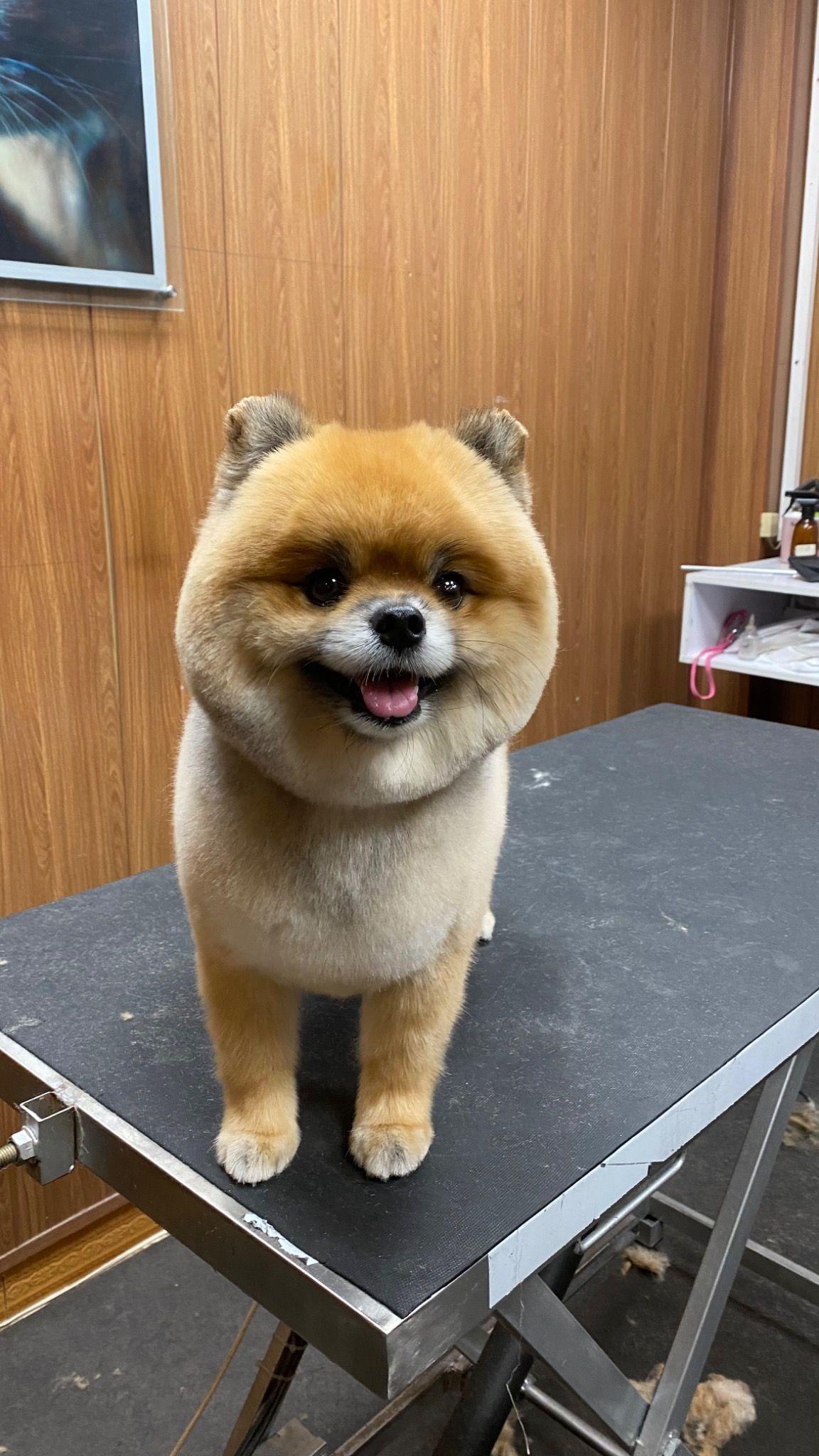 آرایشگاه تخصصی حیوانات امیر مهرابی