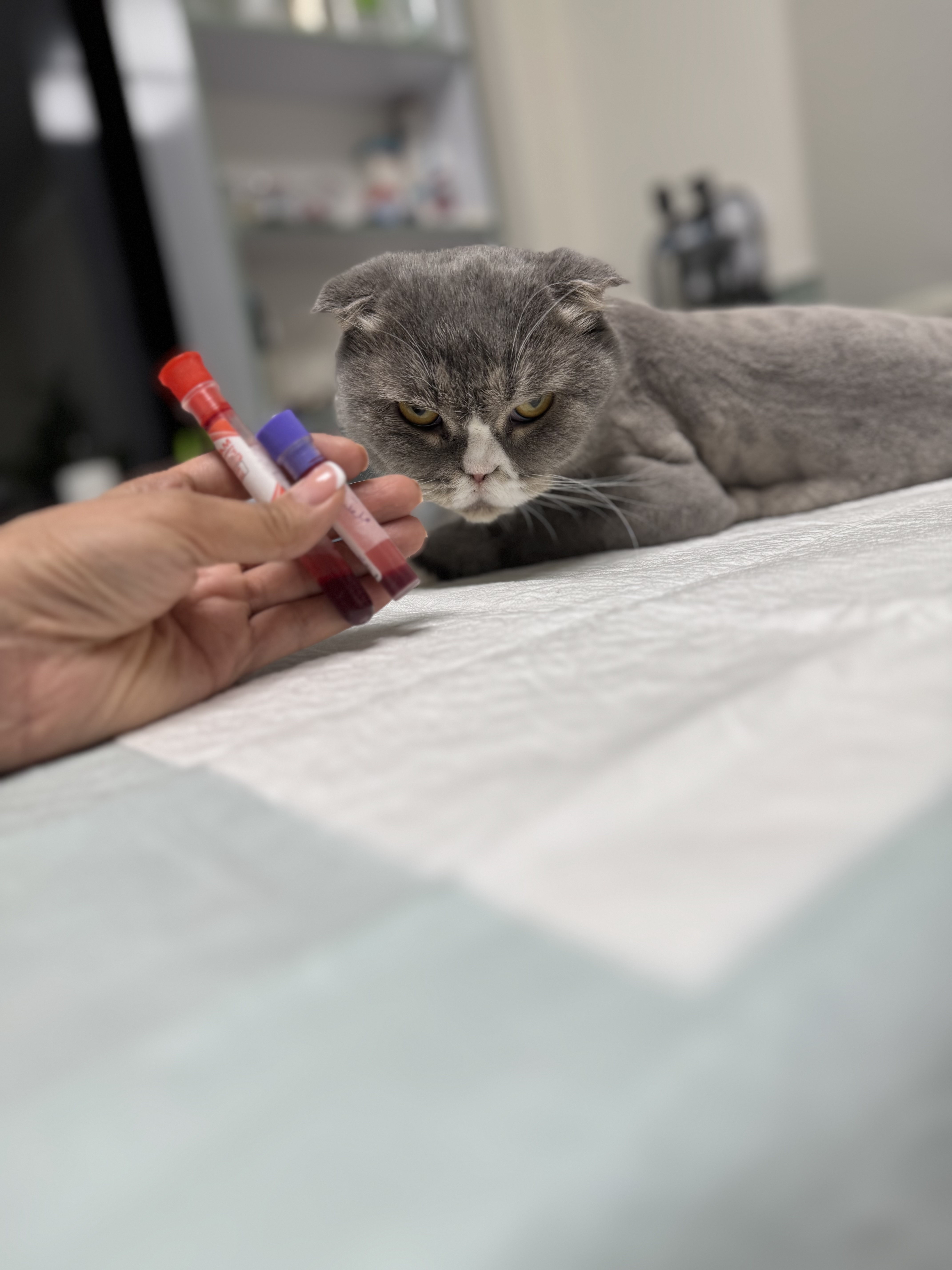 کلینیک دامپزشکی تخصصی نیک پلاس