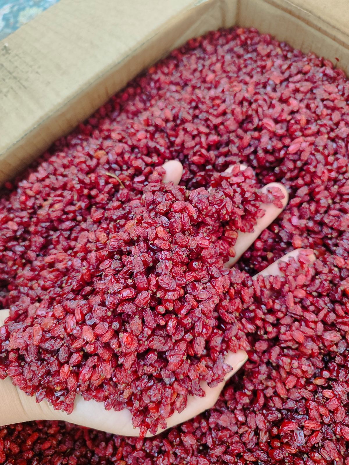 پخش زرشک ارغوان