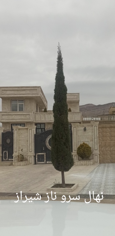 نهالستان سرو وکاج اکبری