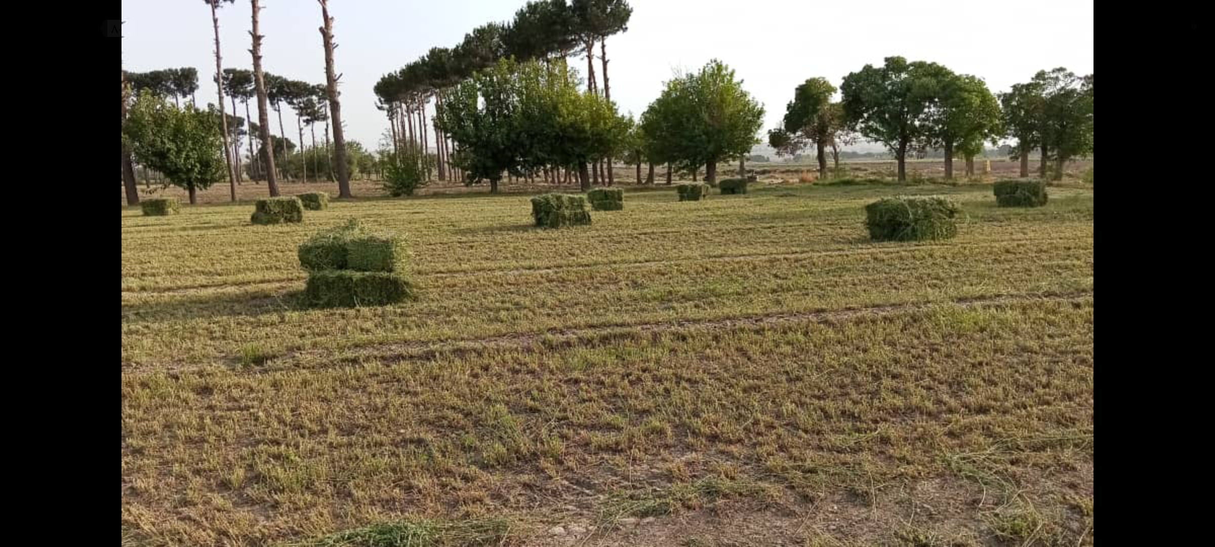 فروش یونجه جودکی