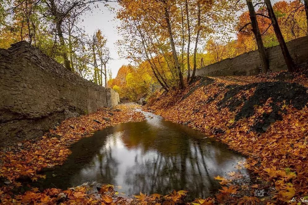 شرکت خدماتی ره آورد سفید ایرانیان