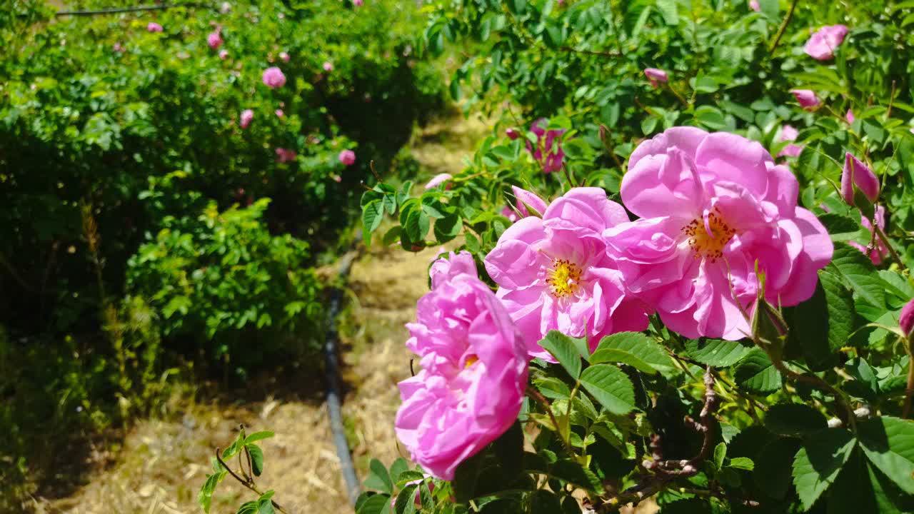 عرقیات گیاهی و محصولات ارگانیک طاهر