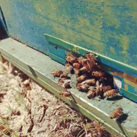 زنبورداری و تولید عسل طبیعی(پری نژاد)