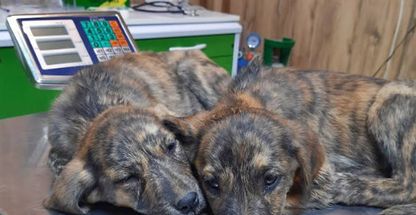 کلینیک دامپزشکی آرتا