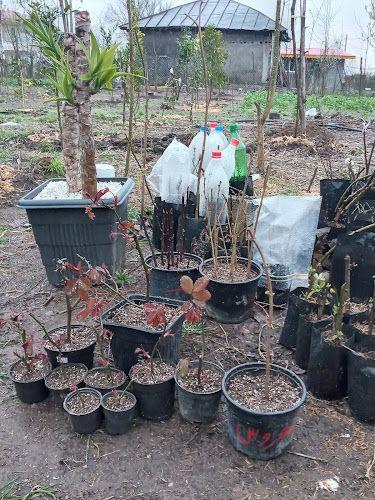 سوییت فرامرز