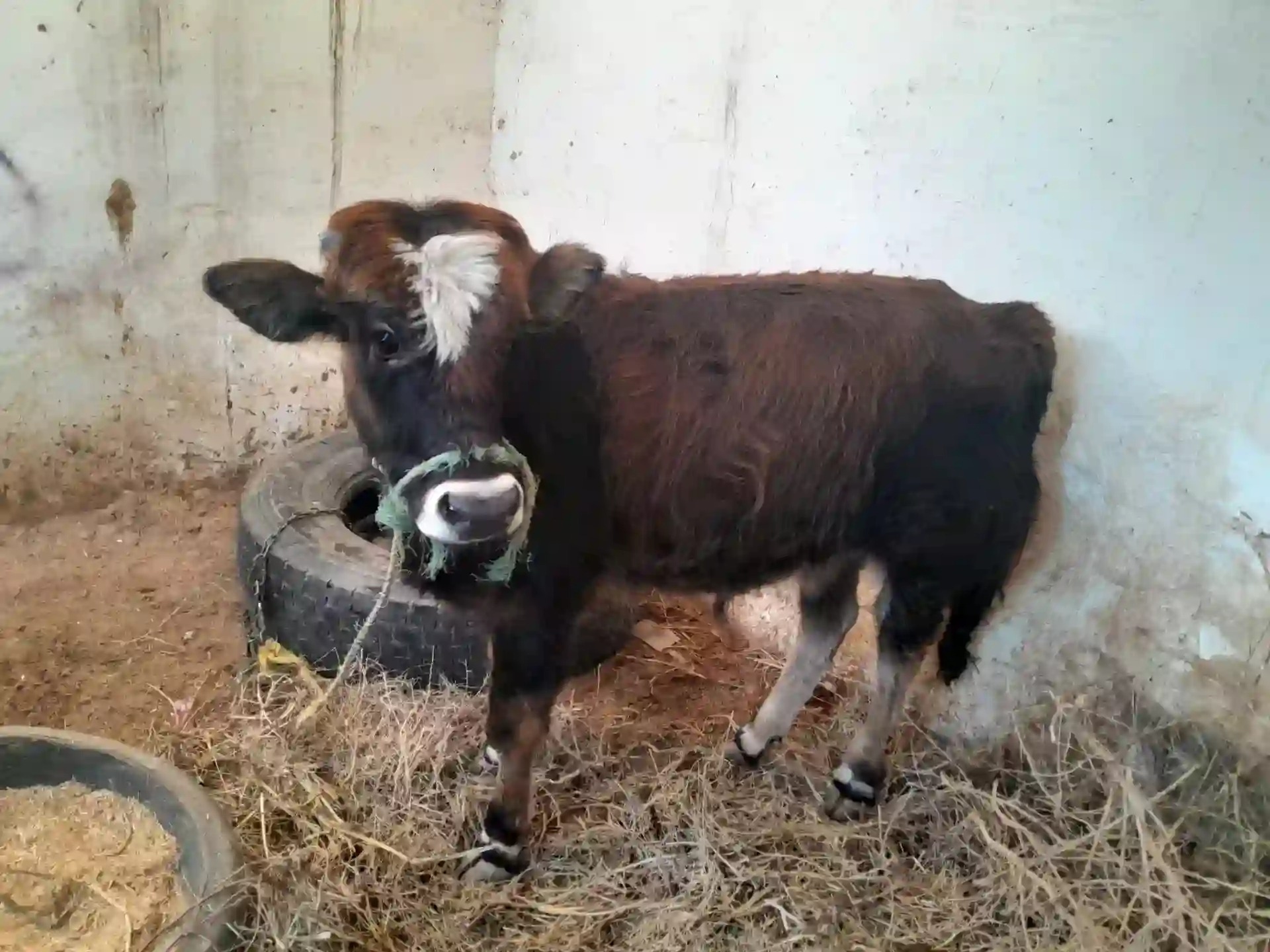 کشتارگاه های بهداشتی دام در مشهد