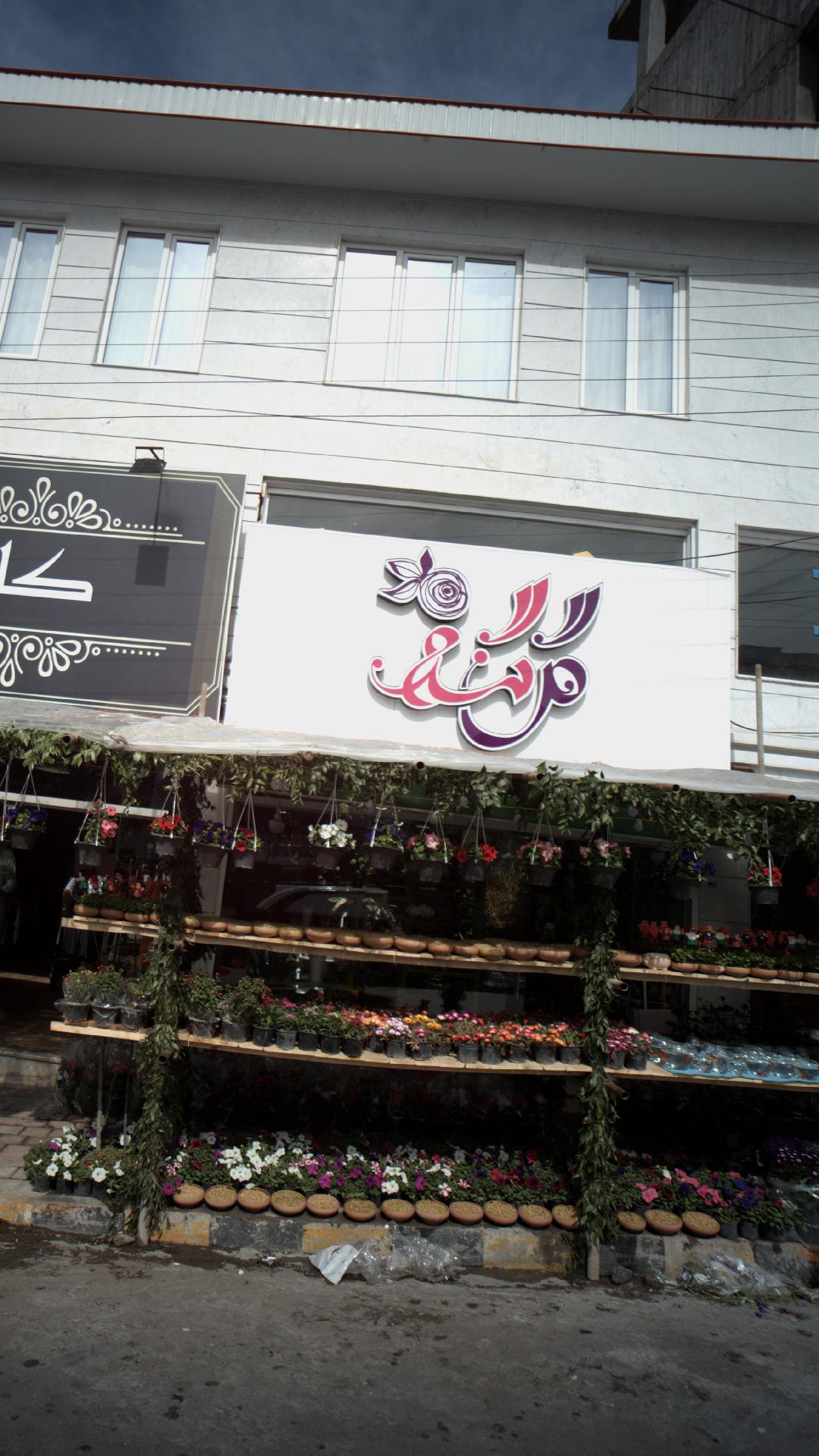 گل گندم