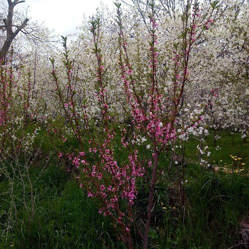 شهرک ویلایی خوارزمی