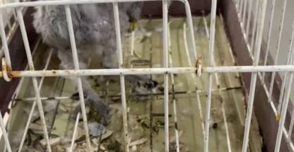 کلینیک دامپزشکی و پت شاپ کایا