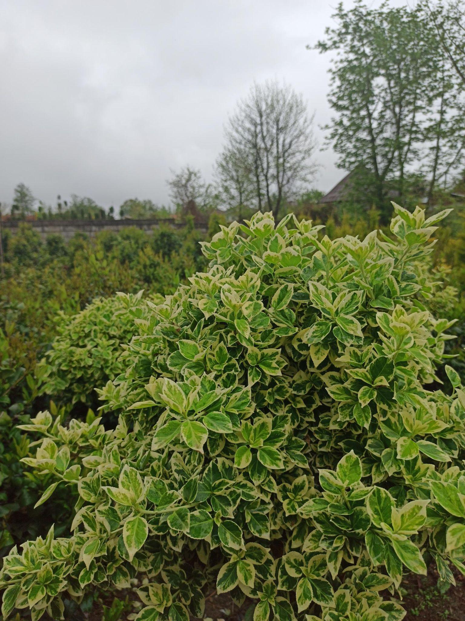 پرورش گل و گیاه کاپیتان