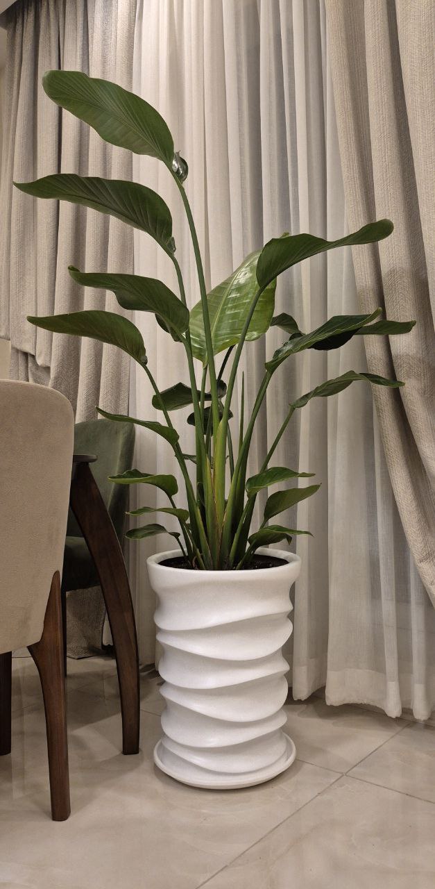 فروش آنلاین گل های آپارتمانی