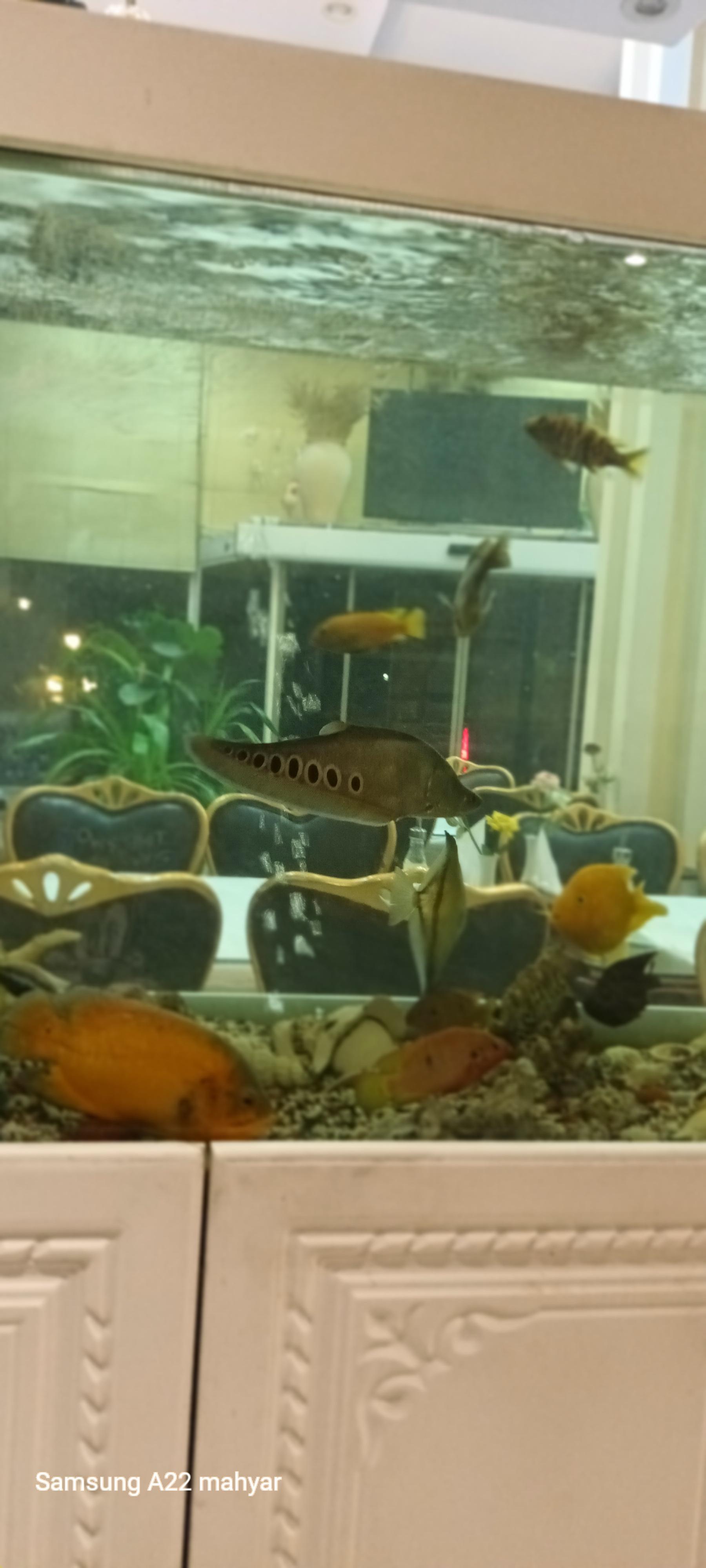 رستوران بنفشه