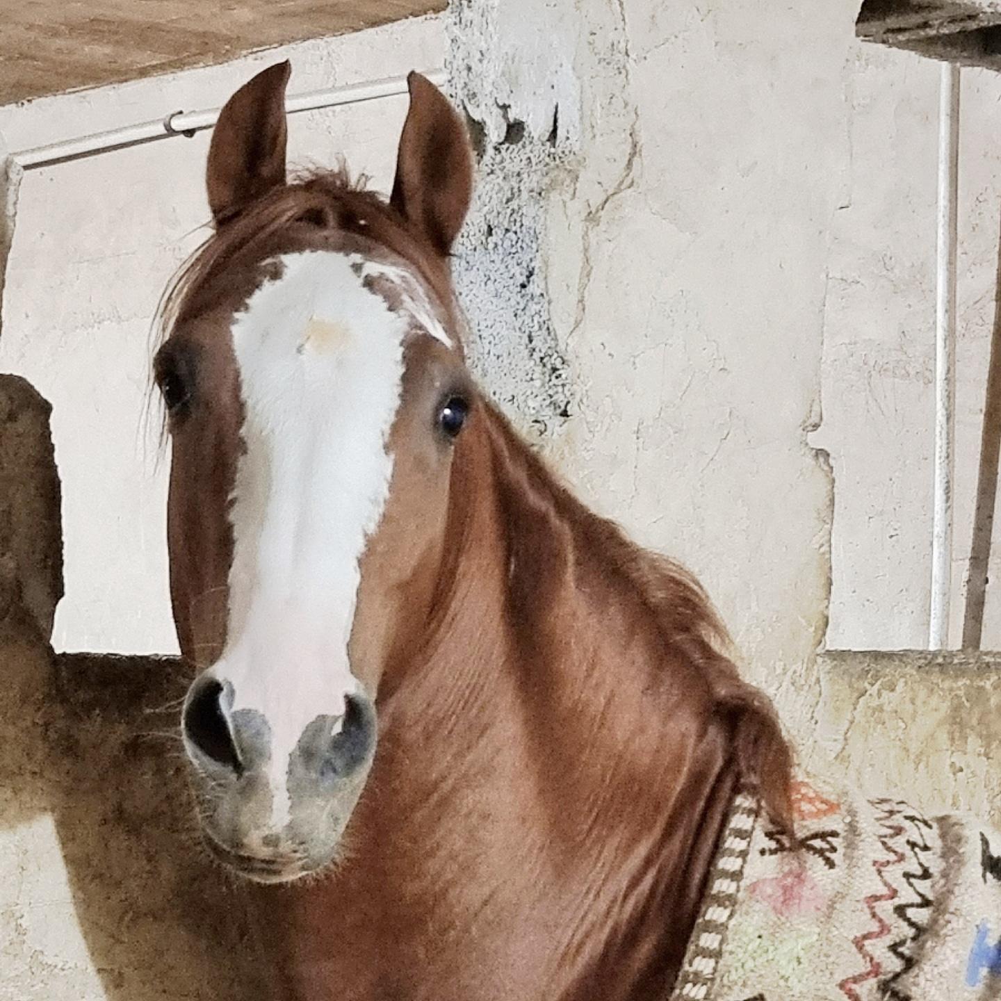 پرورش اسب ارسلان طائی