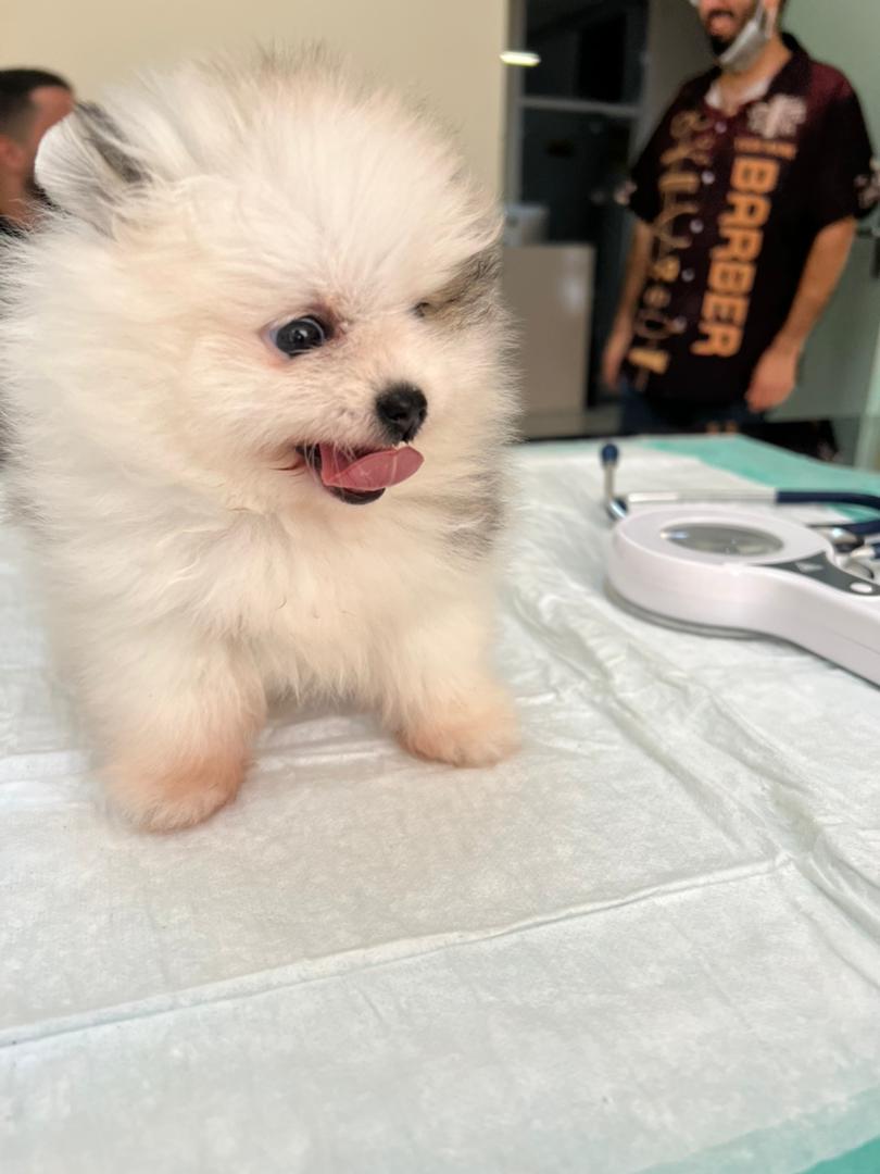 دامپزشکی اطلس وت