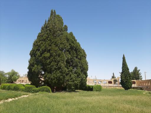 درخت سرو ۴۵۰۰ ساله ابرکوه