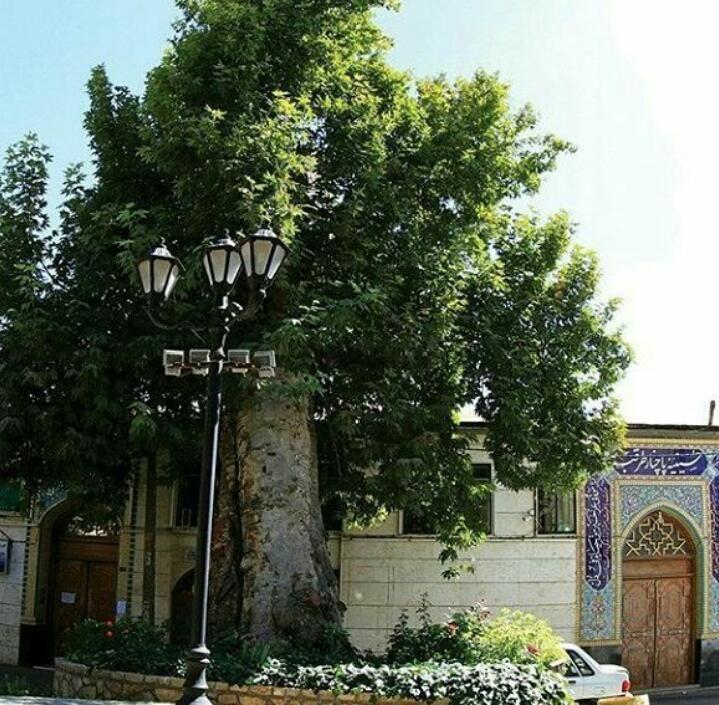 درخت تنومند پاچنار