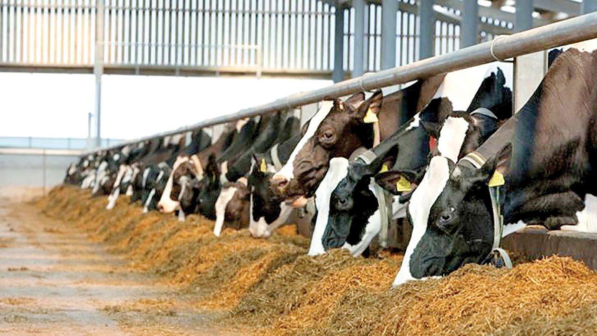 بنتونیت خوراک دام و طیور