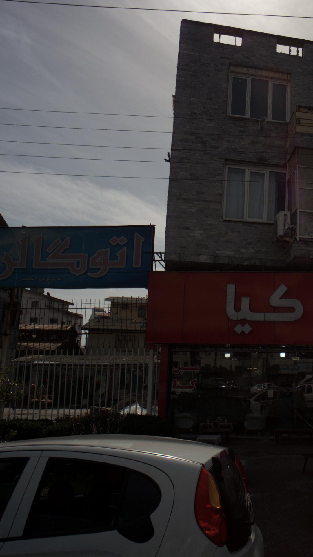 کاکتوس
