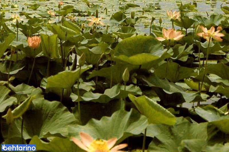 مرداب کندوچال