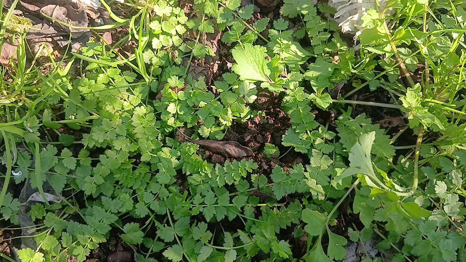 سبزی خشک درجه یک شمال