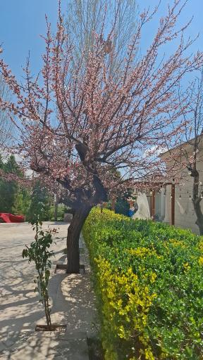 باغ تالار مجلل کسری