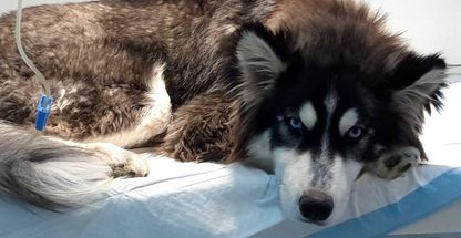 دامپزشکی مهر نیاوران