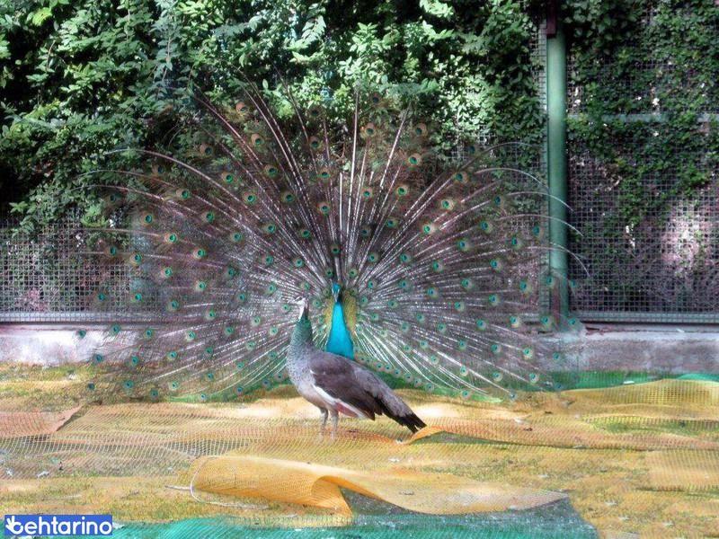 باغ پرندگان صدف